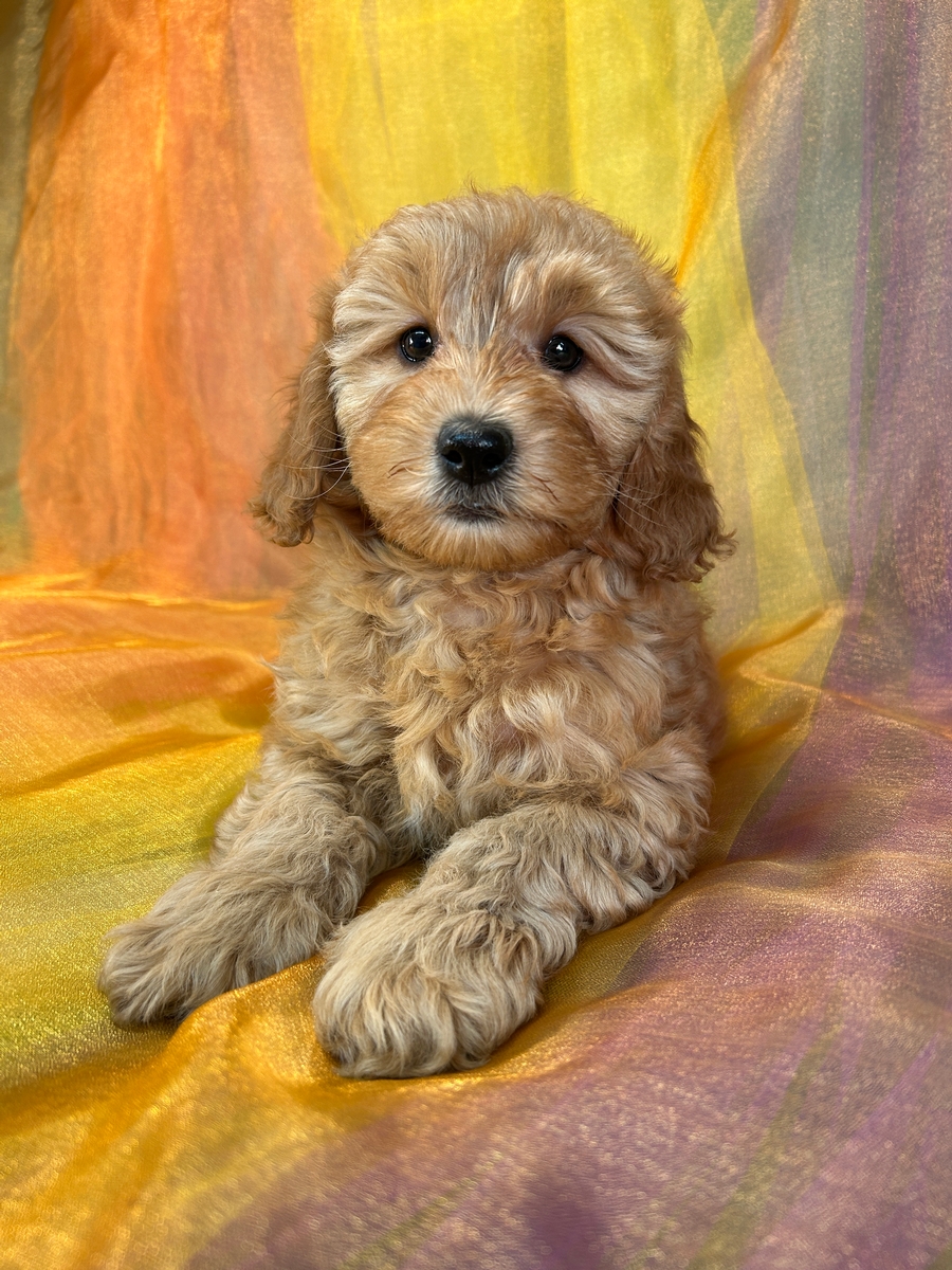 Female F1b Miniature Goldendoodle for Sale DOB 1-25-2025 $1200